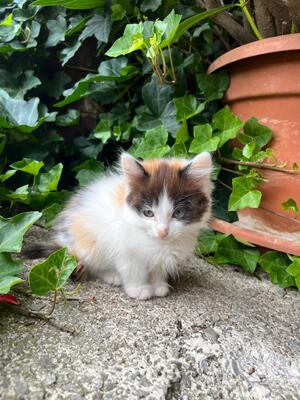 Hauskatze - Kater