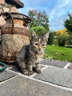 Hauskatze - Kater