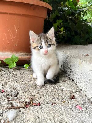 Hauskatze - Kater