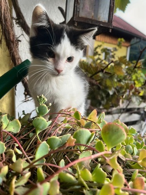 Hauskatze - Kater