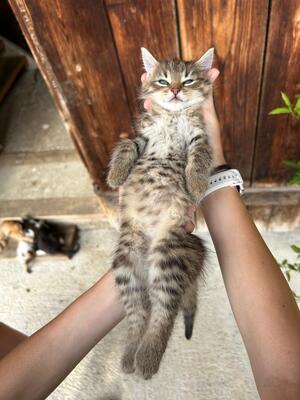 Hauskatze - Kater