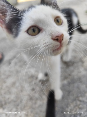 Hauskatze Langhaar Katze Jungtier - Kater