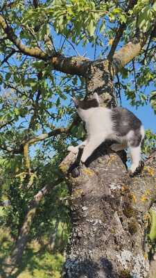 Hauskatze Langhaarkatze Jungtier - Kater