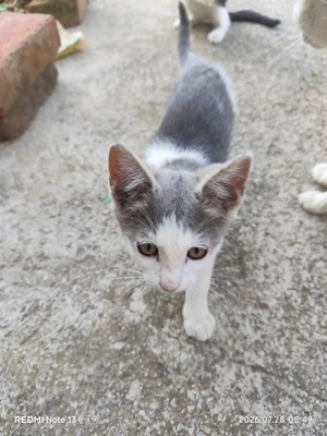 Hauskatze Langhaarkatze Jungtier - Kater