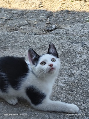 Hauskatze Langhaarkatze Jungtier - Kater