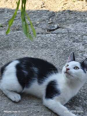 Hauskatze Langhaarkatze Jungtier - Kater