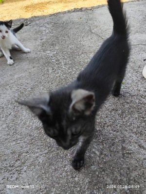 Hauskatze Langhaarkatze Jungtier - Kater
