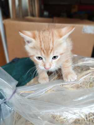 Hauskatze/Mischling Jungtier - Kater