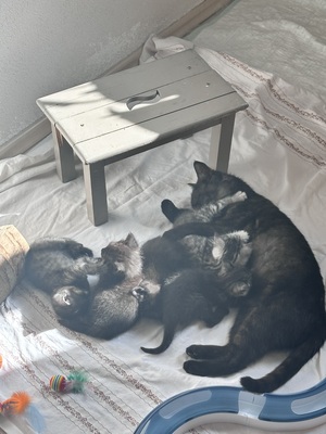 Hauskatze Schwarz und getigert Jungtier - Kater