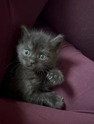 Hauskatze Schwarz und getigert Jungtier - Kater