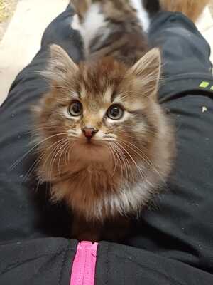 Hauskatze, langhaar - Kater