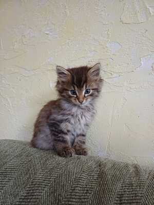 Hauskatze, langhaar - Kater