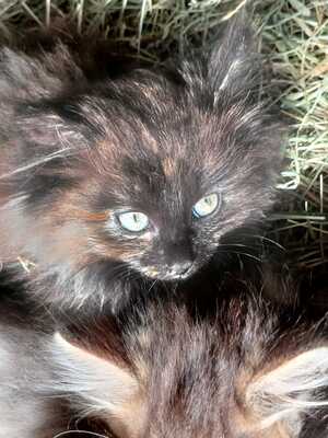 Hauskatze, langhaar - Kater