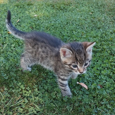 Hauskatze x2 Jungtier - Kater