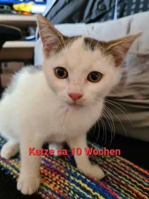 Hauskatzen Jungtier - Kater