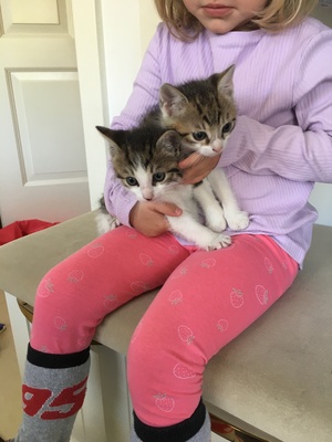 Hauskatzen Jungtier - Kater