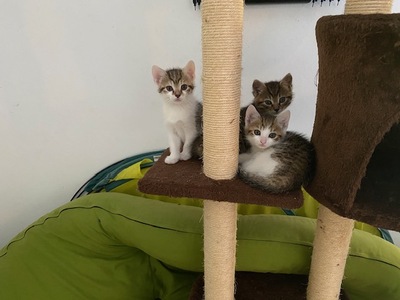 Hauskatzen Jungtier - Kater