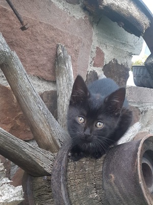 Hauskatzen Jungtier - Kater