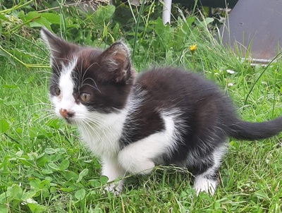 Hauskatzen Jungtier - Kater