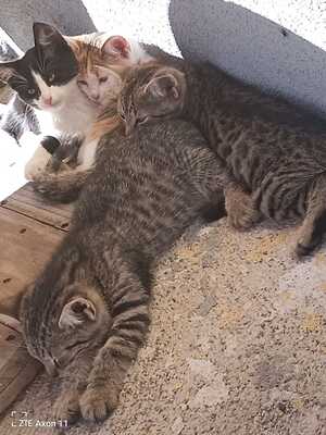 Hauskatzen Jungtier - Katze