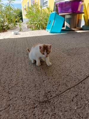 Hauskatzen Jungtier - Katze