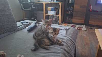 Hauskatzen Jungtier - Katze