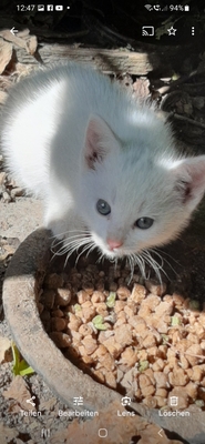 Hauskatzenjungtiere m/w, Hauskatzenjungtiere Jungtier - Kater