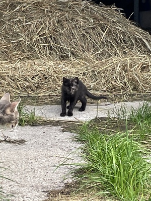 Hauswarte Jungtier - Katze