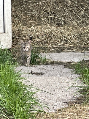 Hauswarte Jungtier - Katze