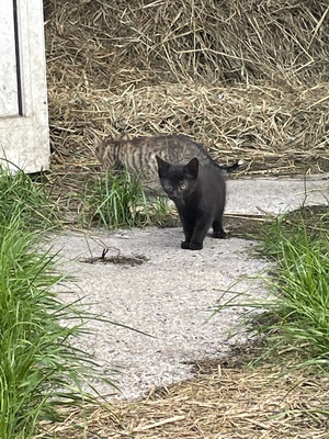 Hauswarte Jungtier - Katze