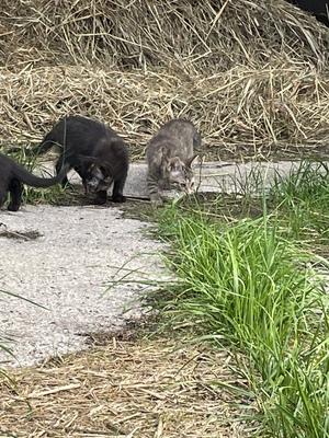 Hauswarte Jungtier - Katze