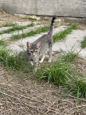 Hauswarte Jungtier - Katze