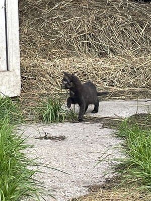 Hauswarte Jungtier - Katze