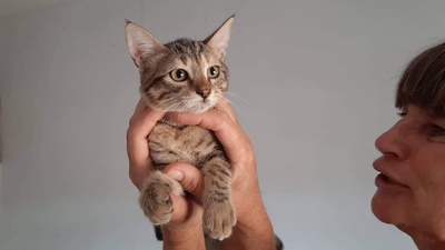 Hazel - Aktive Abenteurerin, ca. 4 Monate, Mischling Jungtier - Katze 1