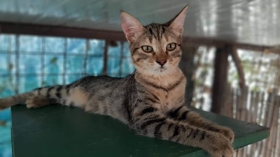 Hazel - Aktive Abenteurerin, ca. 4 Monate, Mischling Jungtier - Katze 2