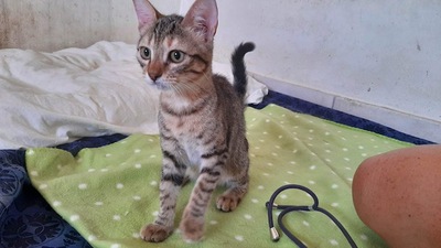 Hazel - Aktive Abenteurerin, ca. 4 Monate, Mischling Jungtier - Katze