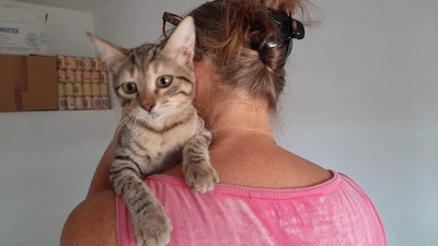 Hazel - Aktive Abenteurerin, ca. 4 Monate, Mischling Jungtier - Katze 5