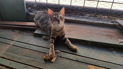 Hazel - Aktive Abenteurerin, ca. 4 Monate, Mischling Jungtier - Katze