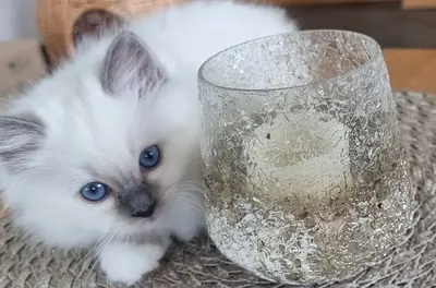 Heilige Birma Jungtier - Katze