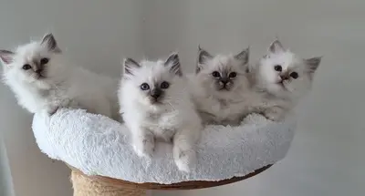 Heilige Birma Jungtier - Katze