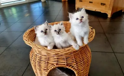 Heilige Birma Jungtier - Katze