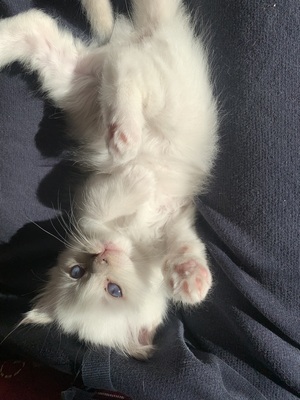 Heilige Birma Kitten ❤️, Heilige Birma Jungtier - Kater