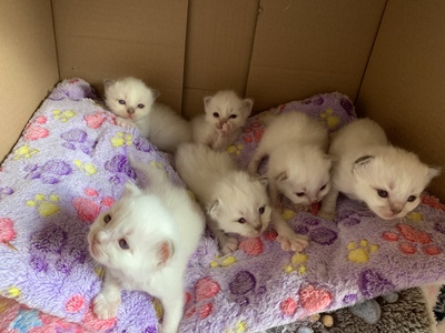 Heilige Birma Kitten ❤️, Heilige Birma Jungtier - Kater