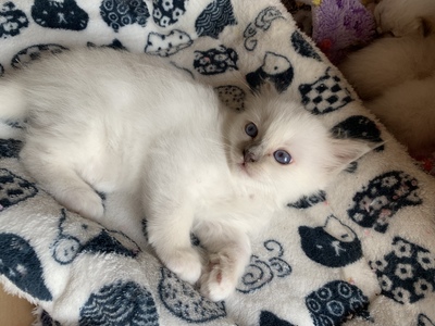 Heilige Birma Kitten ❤️, Heilige Birma Jungtier - Kater