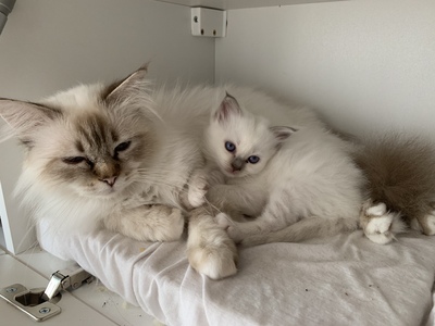 Heilige Birma Kitten ❤️, Heilige Birma Jungtier - Kater