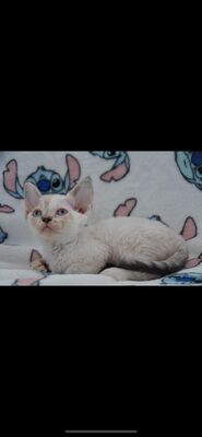 Hela, Devon Rex Jungtier - Katze 1