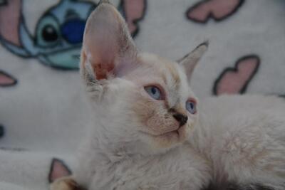 Hela, Devon Rex Jungtier - Katze