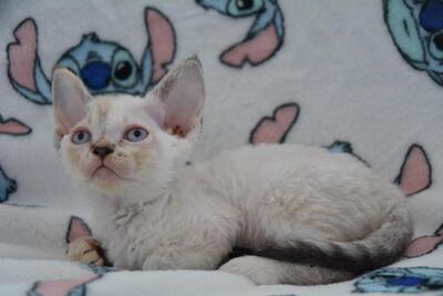 Hela, Devon Rex Jungtier - Katze