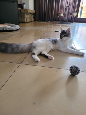 Helloween sucht ihe Traumzuhause, Maine Coon Jungtier - Katze