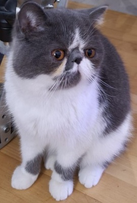 Helmut -Exotic shorthair Perser-sucht wegen Krankheit der Besitzer eine liebevolle Familie, Exotisch Kurzhaar - Kater